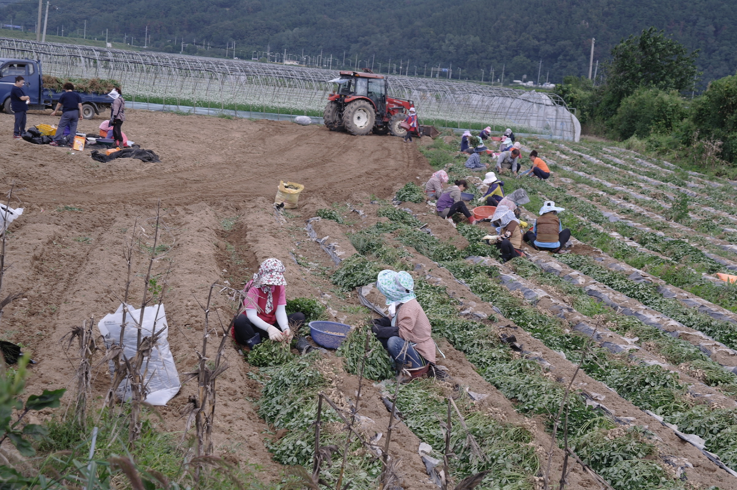 생활개선회 공동과제포 운영으로 영농 활성화